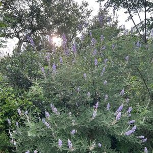 Meet your Posher, Kira